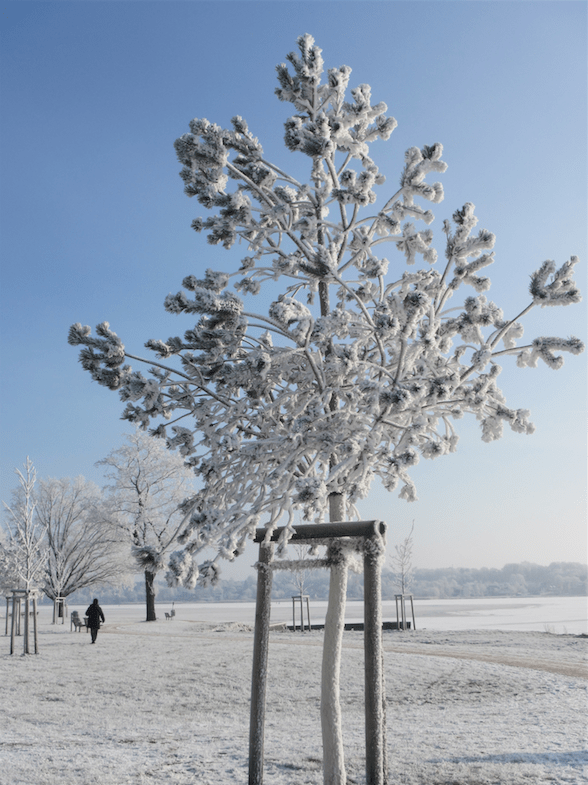Frost flowers when water vapour freezes to ice without going through