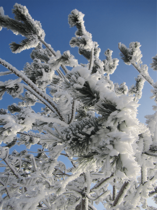 Frost flowers when water vapour freezes to ice without going through