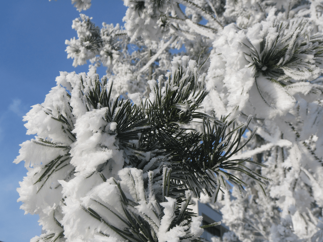 Frost flowers when water vapour freezes to ice without going through