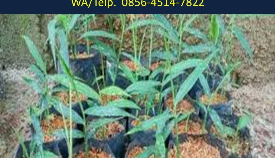 Jual Bibit Jahe Merah Ambarawa BIBIT TAMAN