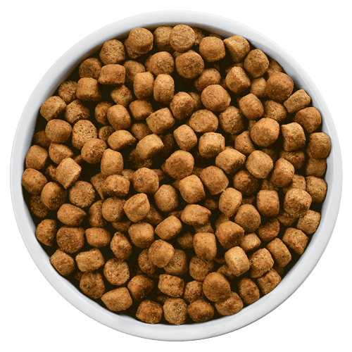 What you don’t know about your dog’s kibble by NomNomNow Medium