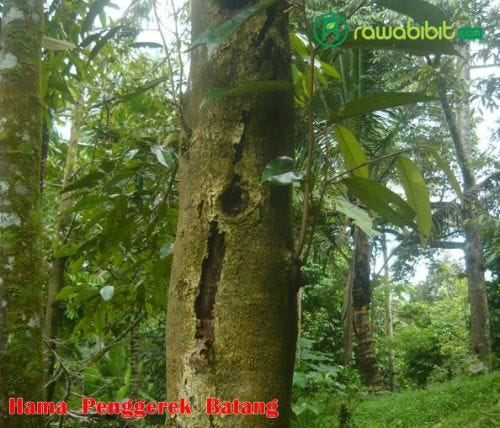 Mengenal 11 Hama Penyakit Pada Tanaman Durian Yang Paling Berbahaya dan  Cara Penanggulangannya | by David Marlon | Medium