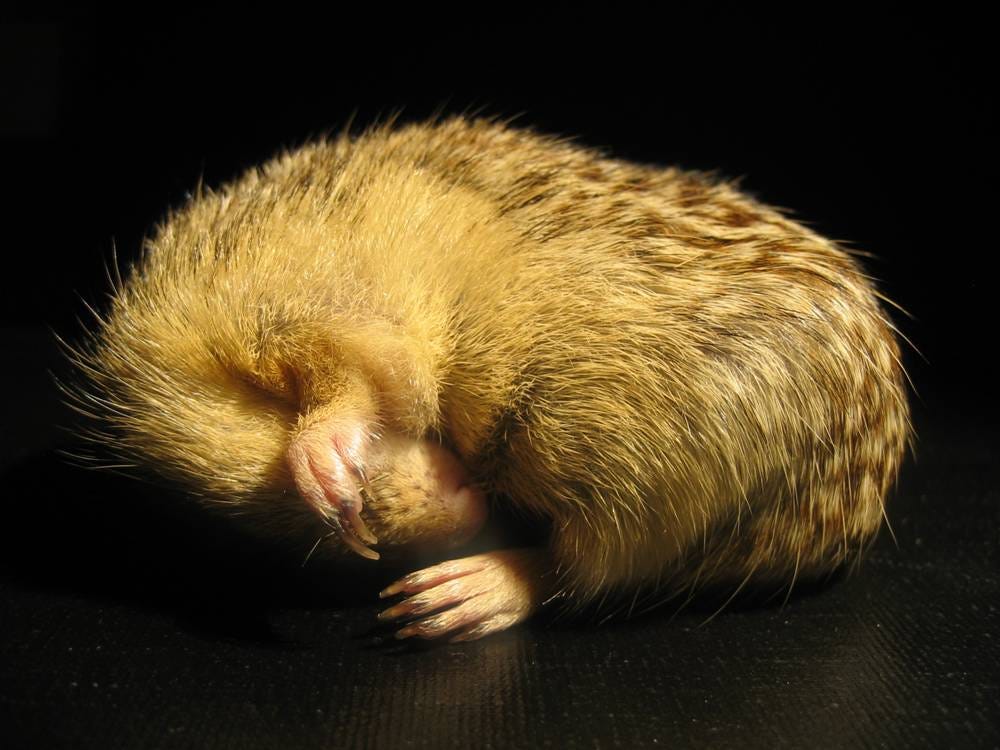 How do ground squirrels reheat themselves after hibernation? by eLife