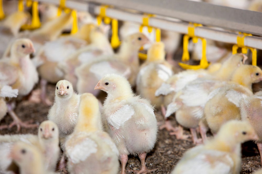 Ketahui 6 Faktor Mendasar Yang Menyebabkan Bibit Ayam (DOC) Broiler Gagal  Tumbuh. | by septa anjois | Medium