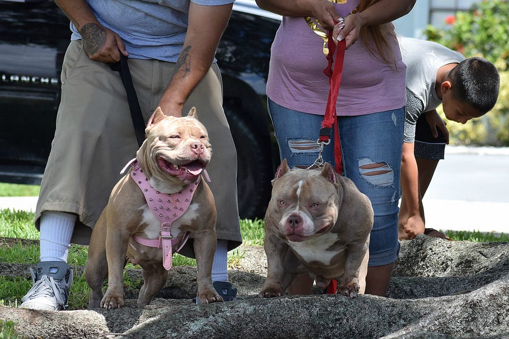 TOP POCKET AMERICAN BULLY BREEDERS by BULLY KING Magazine BULLY