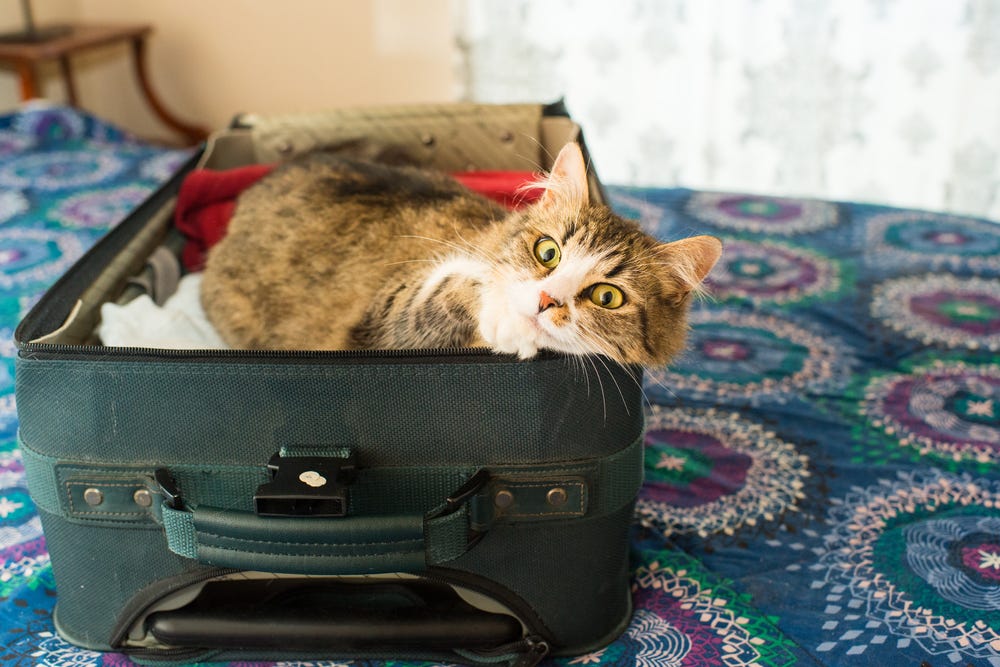 Expert Q&A Cat Travel. Everyone loves holidays — cats have… by
