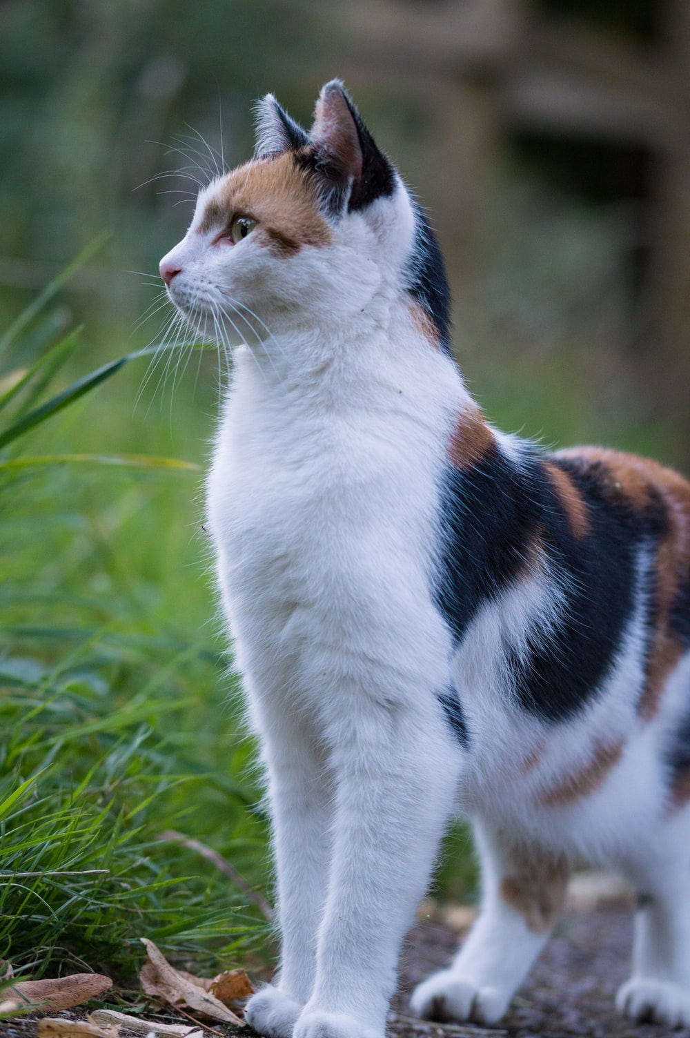 The of Why ALL Calico Cats Are Female by Cheyenne Lovelady