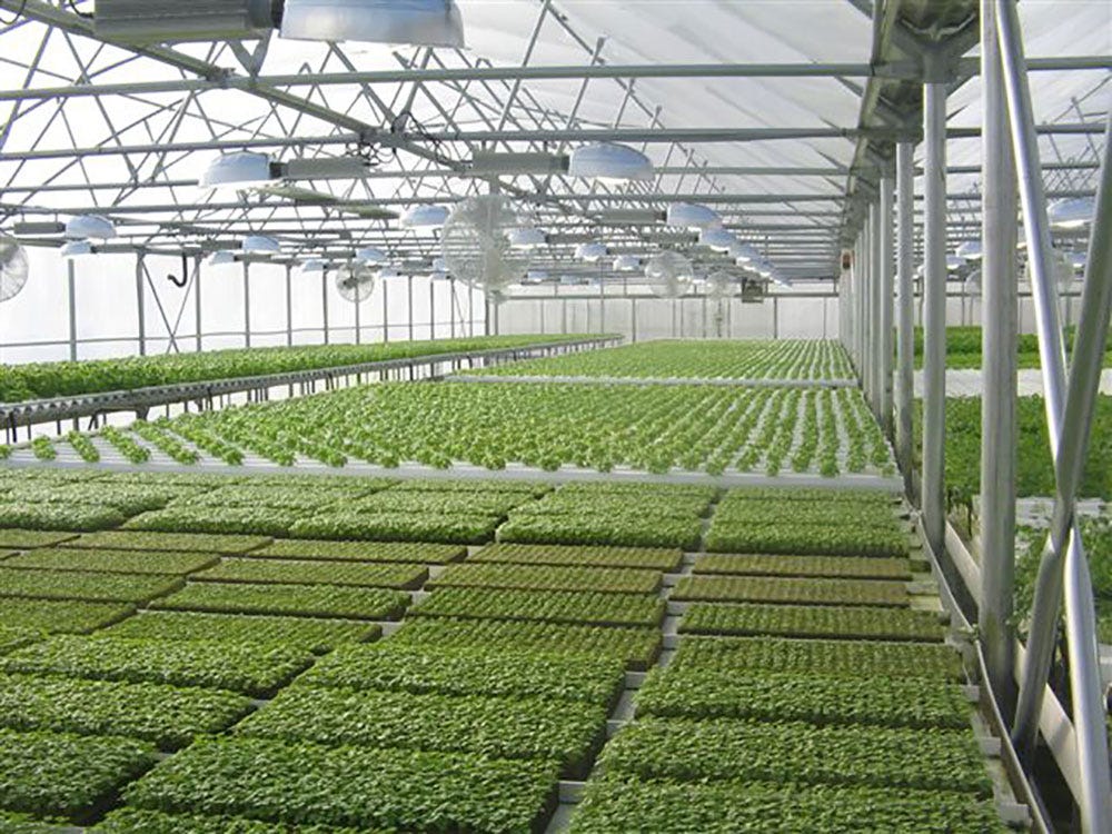 Aquaponics System A Unique Way Of Growing Organic Vegetables