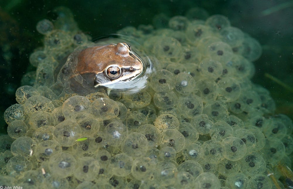 There are frogs that actually freeze themselves for winter by Emily