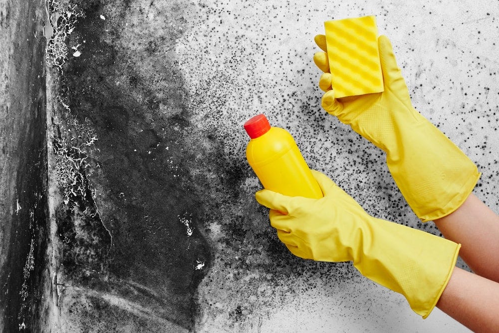 Can Mold Make you Sick?. There are numerous types of molds. Some… by
