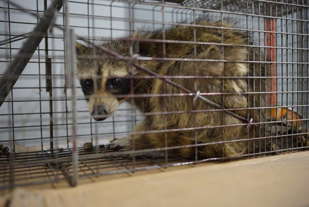MPRraccoon and the puzzle of hope. by Mike Selinker Medium