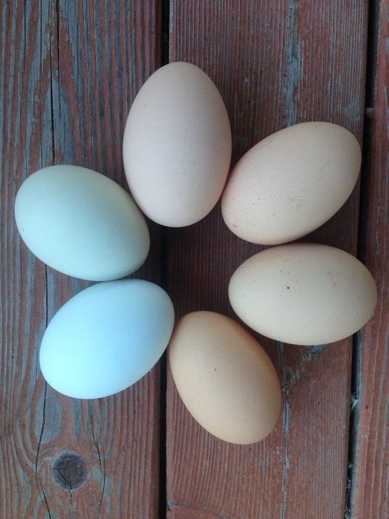 Don’t play chicken with your health! by Washington State Department