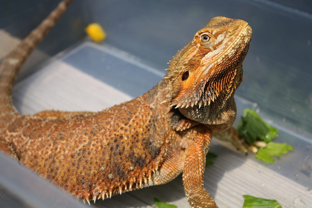 The 5 Best Beginner Reptiles. So you want a pet reptile, but you’re… by Hunter Byrd Medium