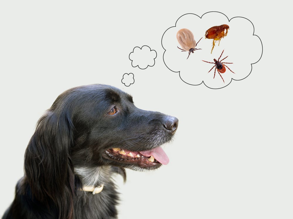 Here Are Some Quick Tips To Protect Your Dogs From Ticks by Kennel
