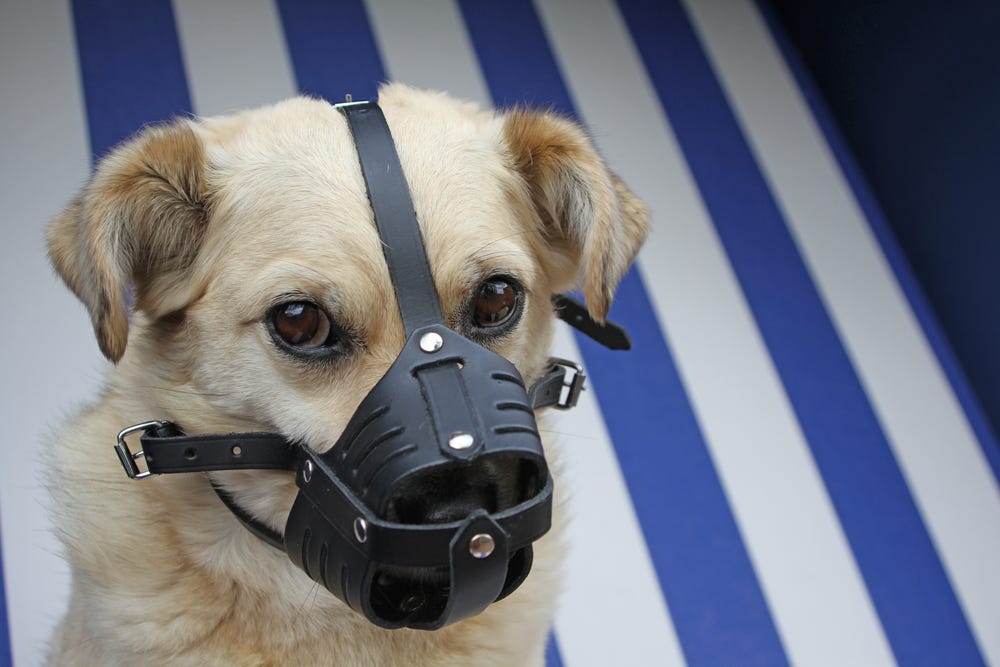 Are Muzzles Safe To Use On Dogs