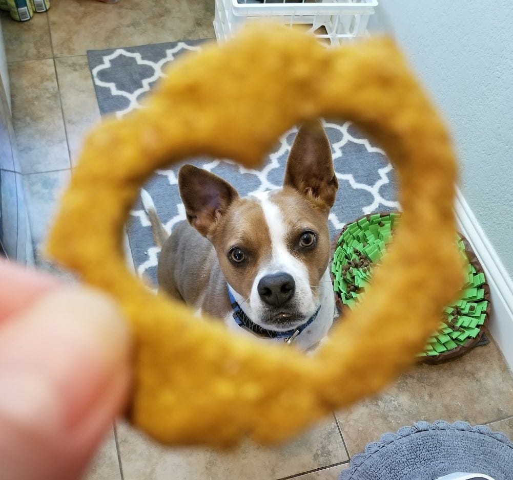Best Pumpkin Dog Treats — “Pitbull Biscotti” by Brett Jenae Tomlin