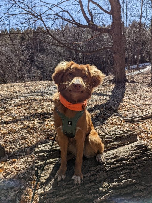 Does Dog Poop Kill Trees