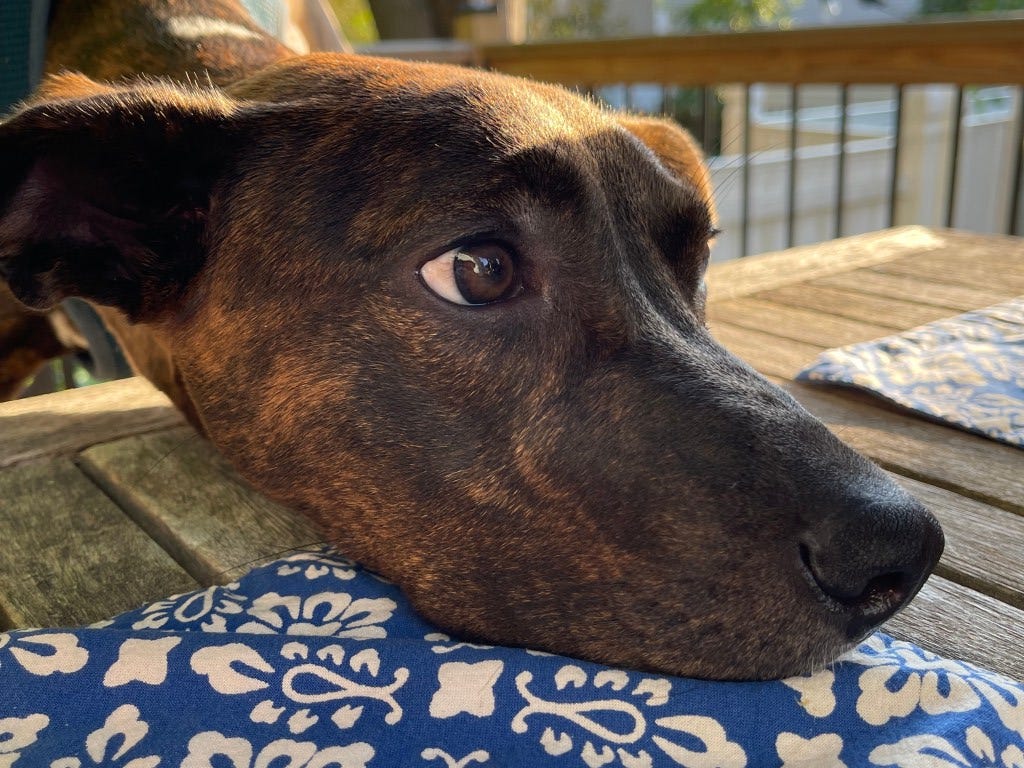 Can Dogs Poop Out Tampons