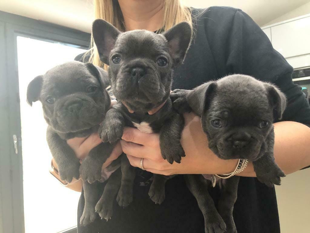 Check spelling or type a new query. French Bulldog Puppies For Sale I Am Proud To Announce The Safe Arrival By Royal Dream Frenchies Medium
