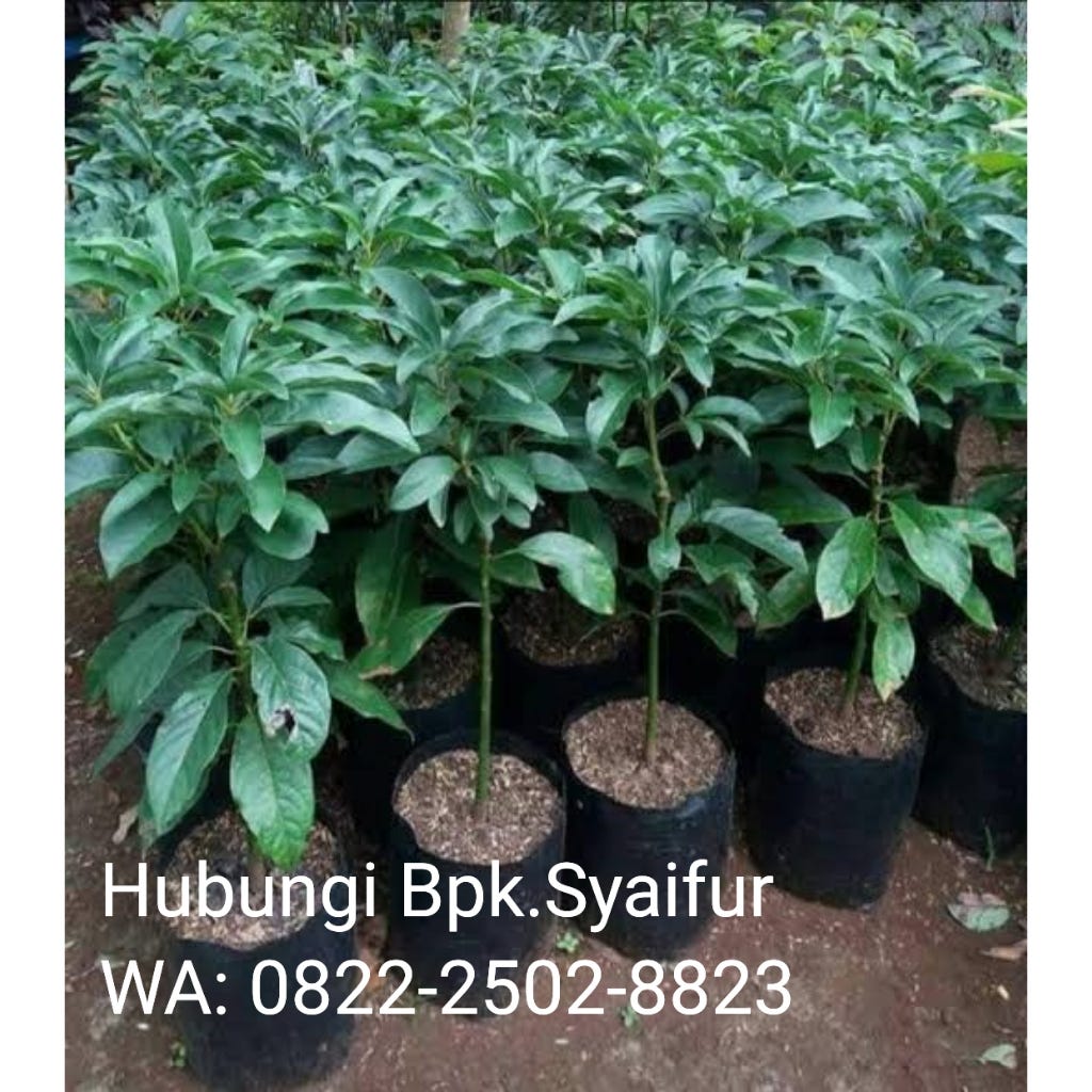 Bibit Alpukat Hana 2 BIBIT TAMAN