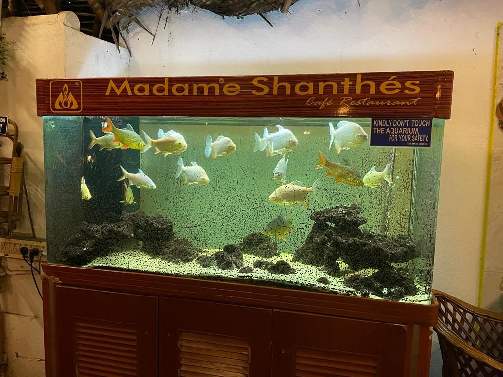 How Fishes Need Care And Love. To keep fish in aquariums you need to