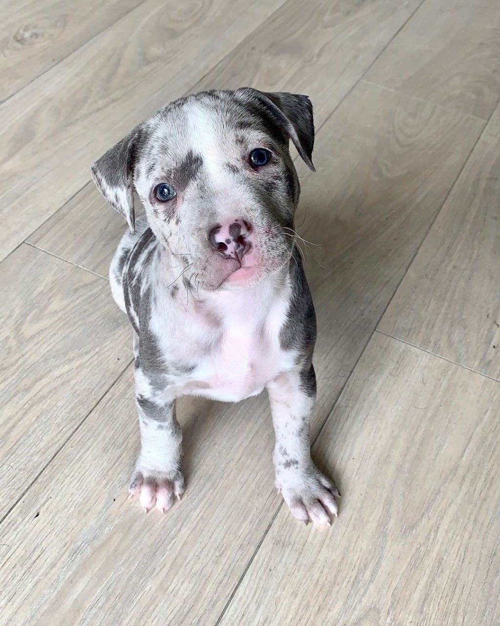 Ajh,Apbt Puppies For Sale,Hrdsindia.org