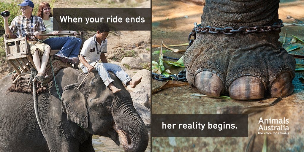 Riding Elephants Should Be Avoided! by Harris V Sibuea Medium