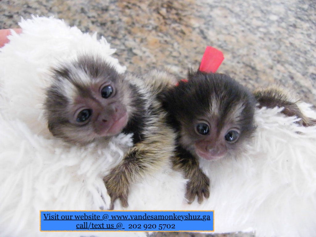 Marmoset Monkey For Sale Uk slidesharetrick