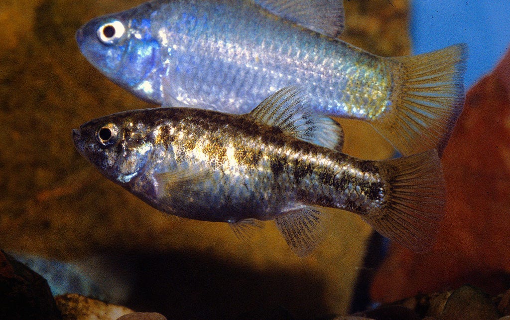9+ Desert Pup Fish Ideas