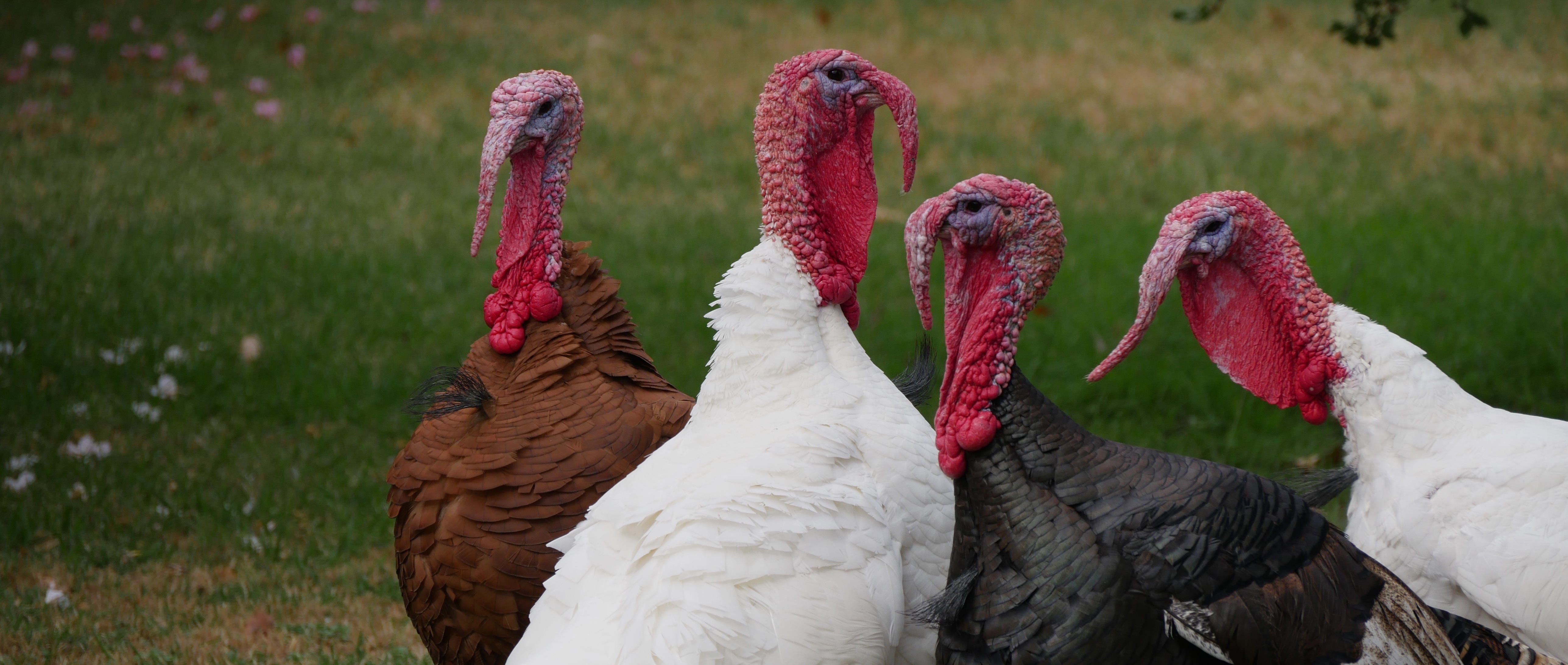 The commercialism of Christmas giftgiving, John Lewis
