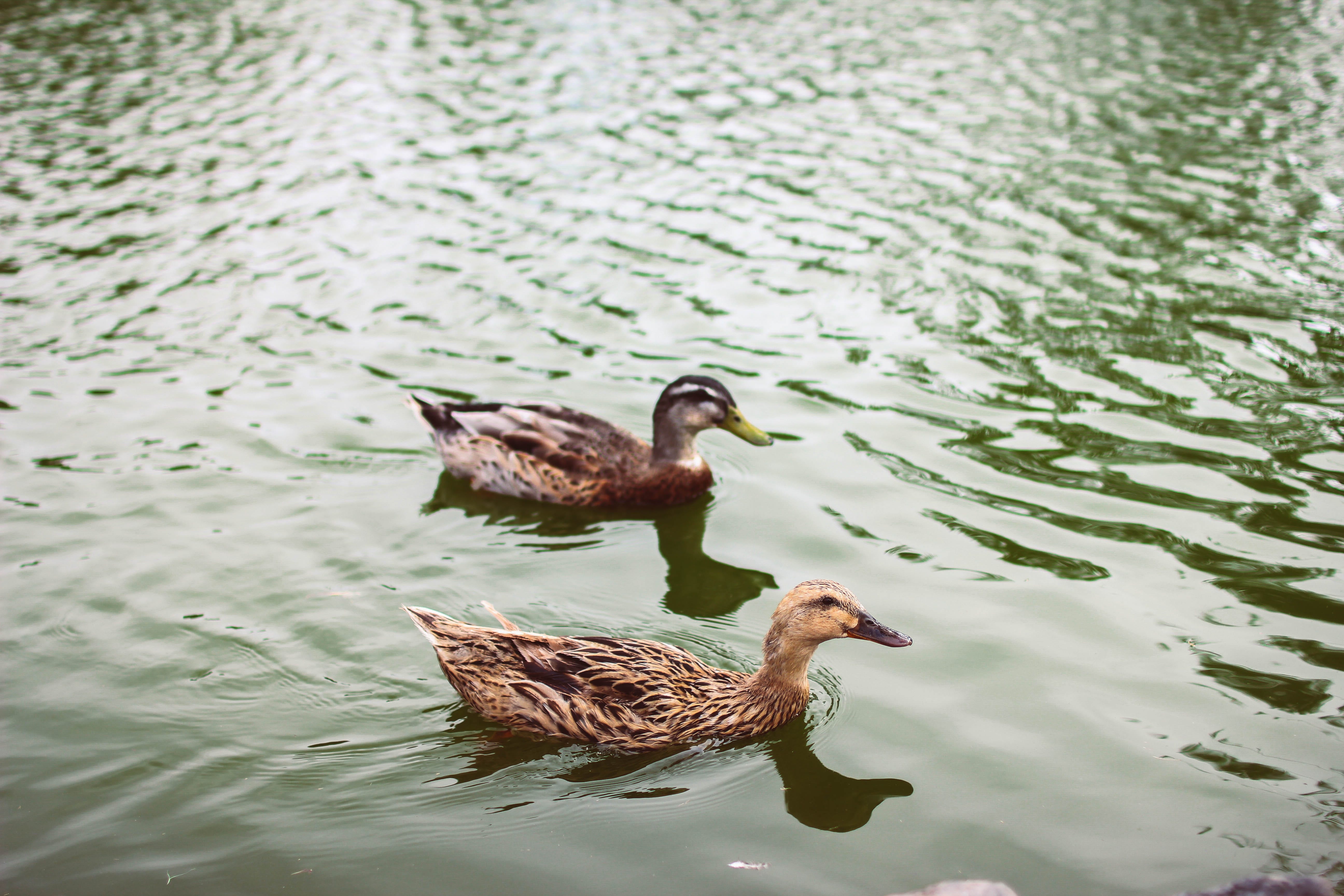 Stop Feeding Ducks Bread. Seriously. Sam White Medium