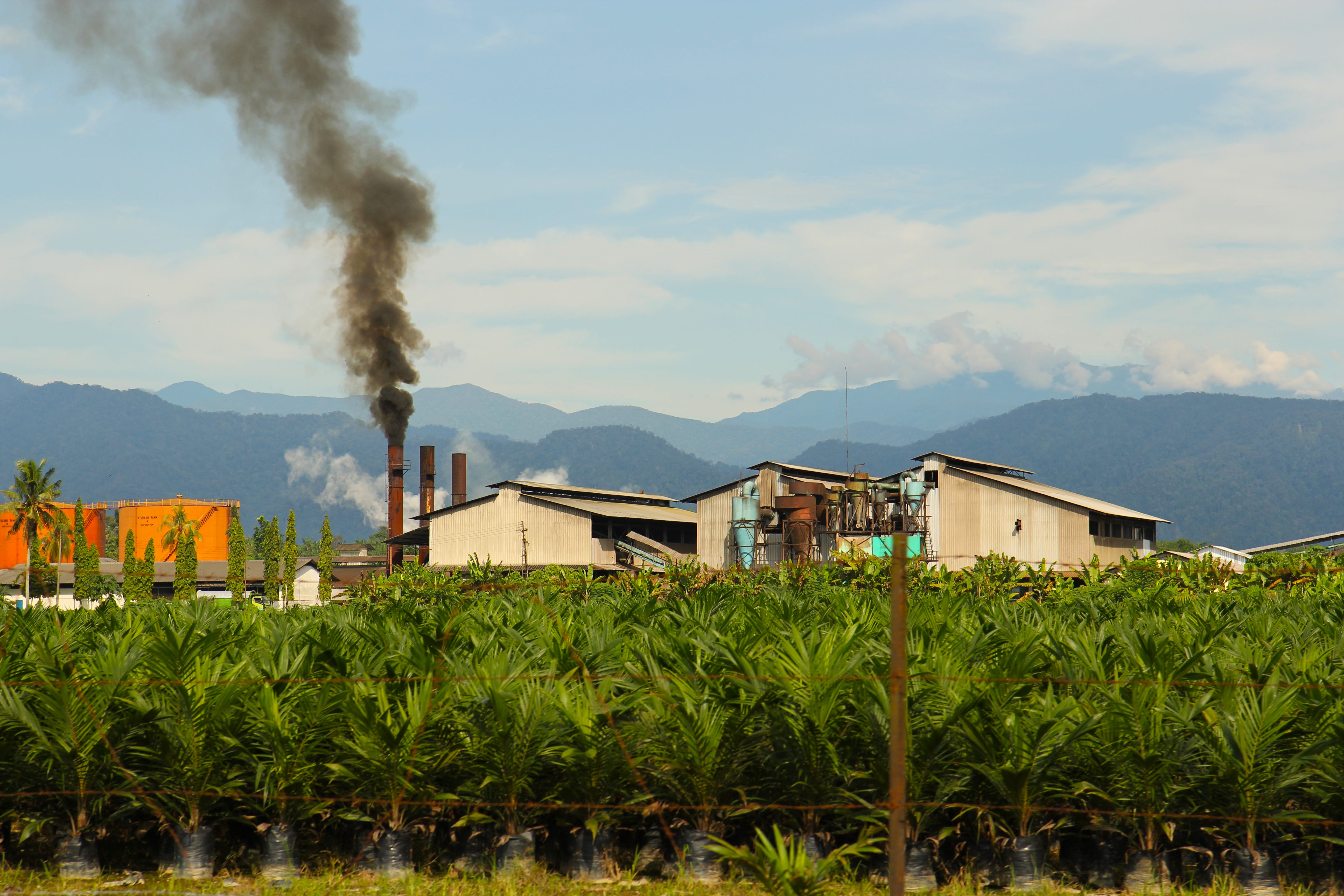 Transparency gaps in Indonesian palm oil supply chains Transparency gaps in Indonesian palm oil supply chains