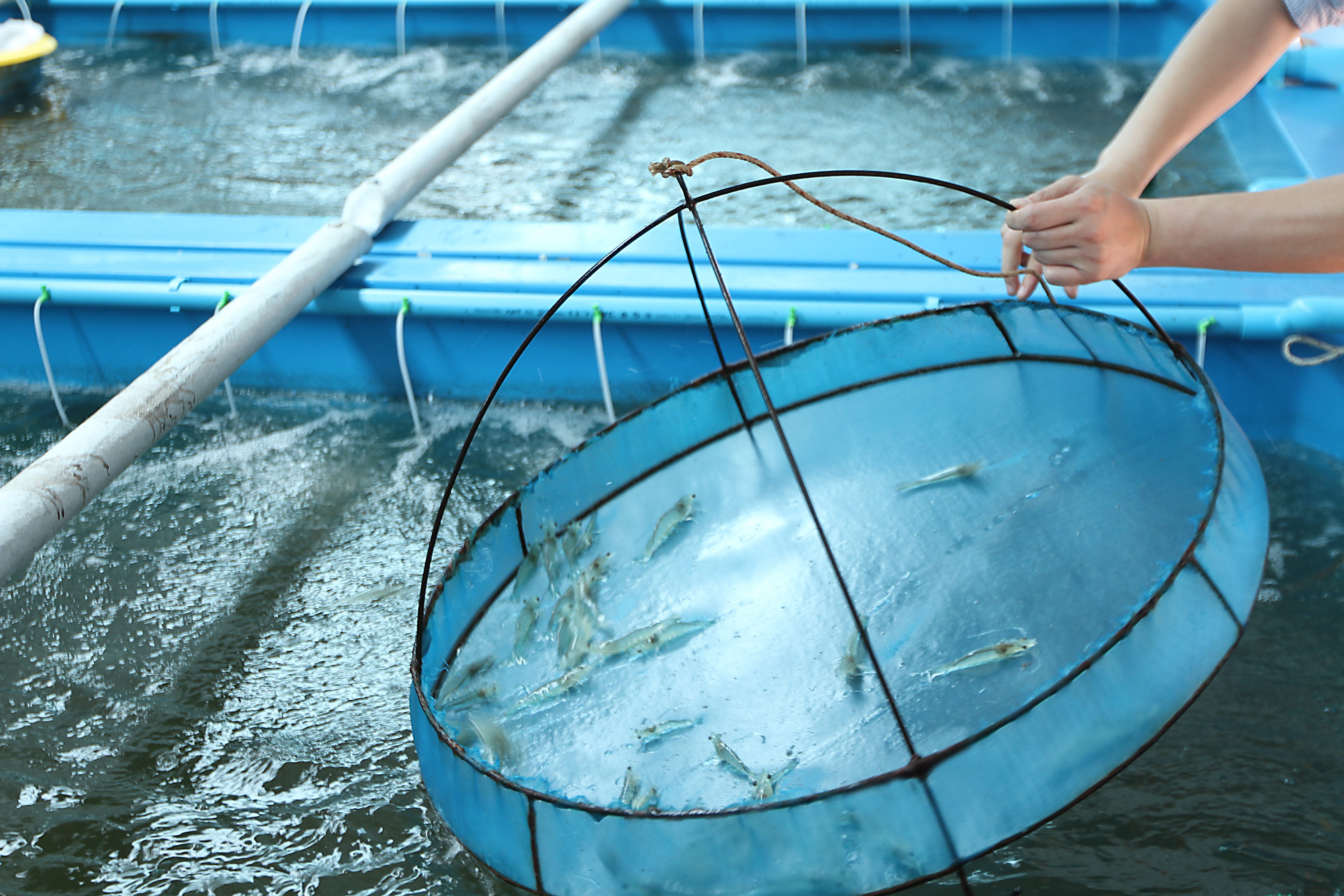 5 Best Practices for Shrimp Farming by Rubicon Resources