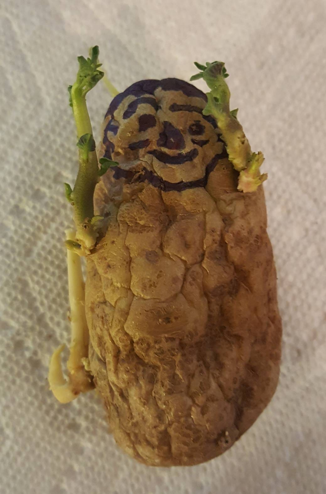 My Pet Potato ILLUMINATION Medium