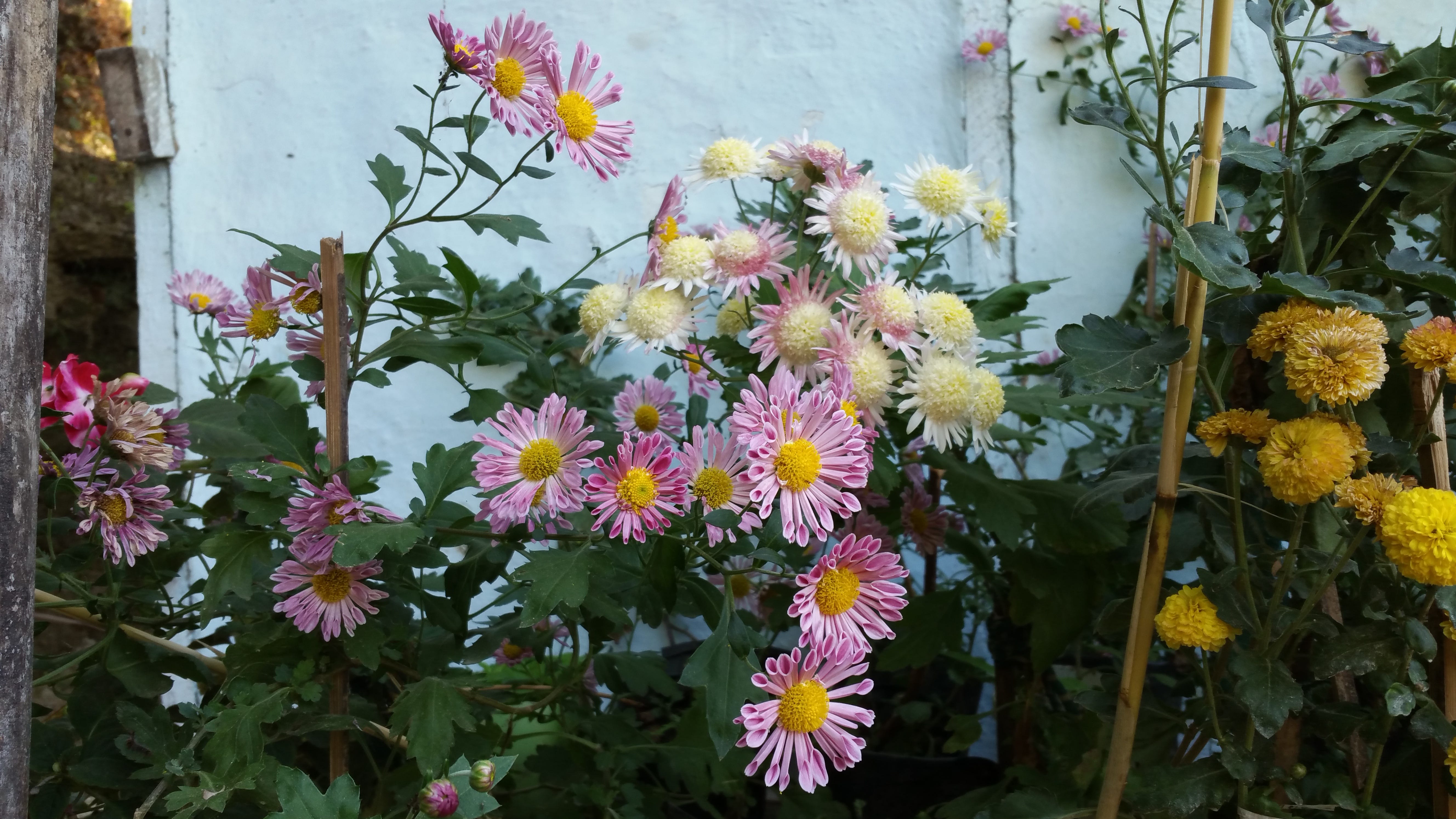 Finding a flower called Ajambari. Many years back, I had seen these