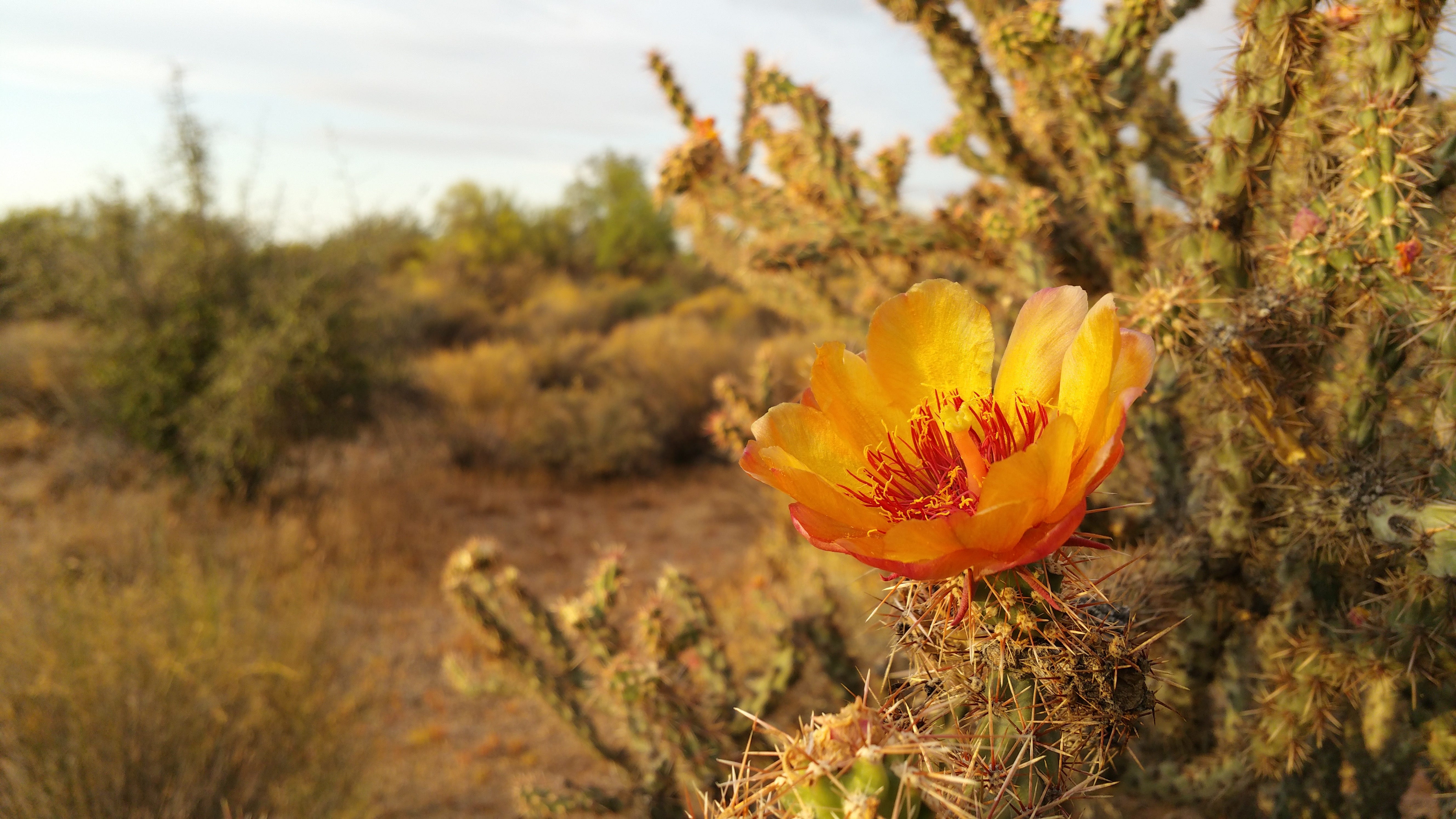 Desert Bloom. 5 February 2020 Haiku prompt “thrive” by Sydney Duke