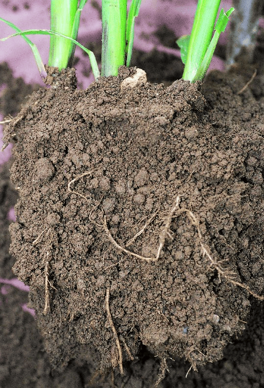 Handy Tips To Know Your Soil Type and Soil Texture by oliver moore