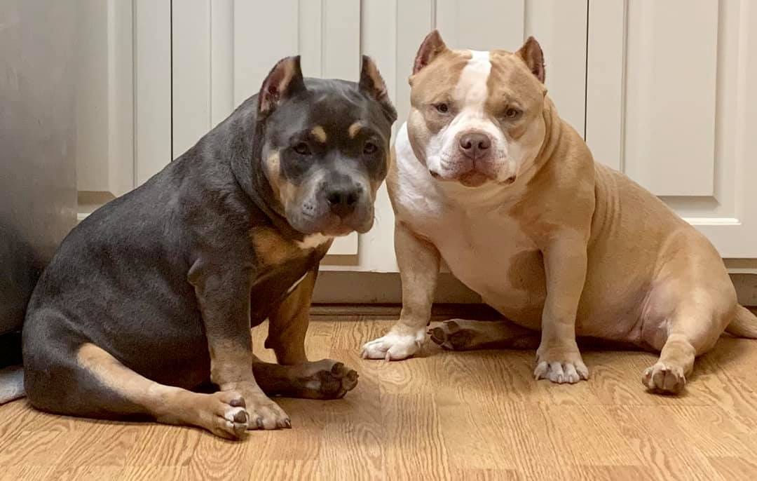 American Bully Rottweiler Mix