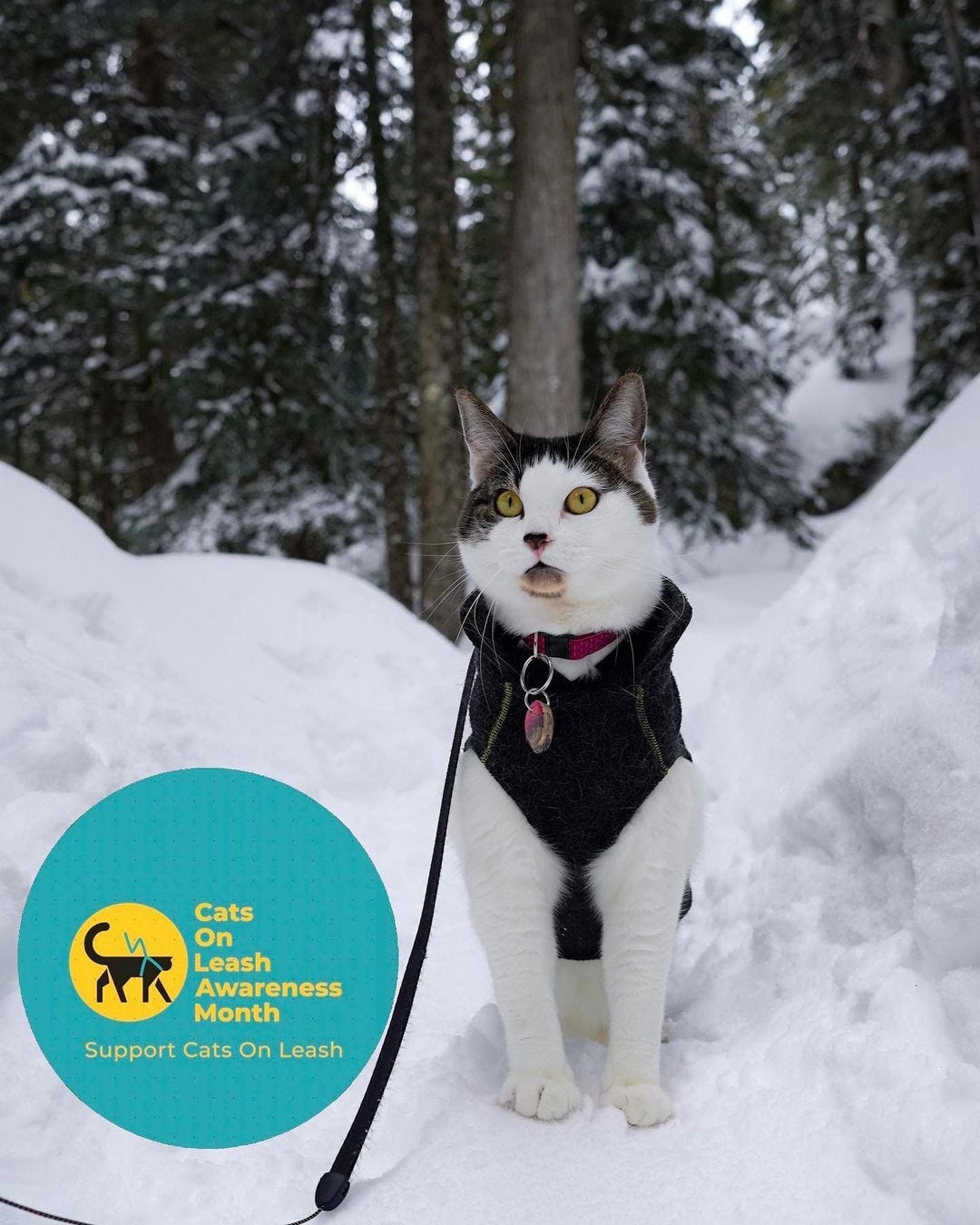 What Leash Laws Mean to Us. And by [us] I mean the adventure cat… by