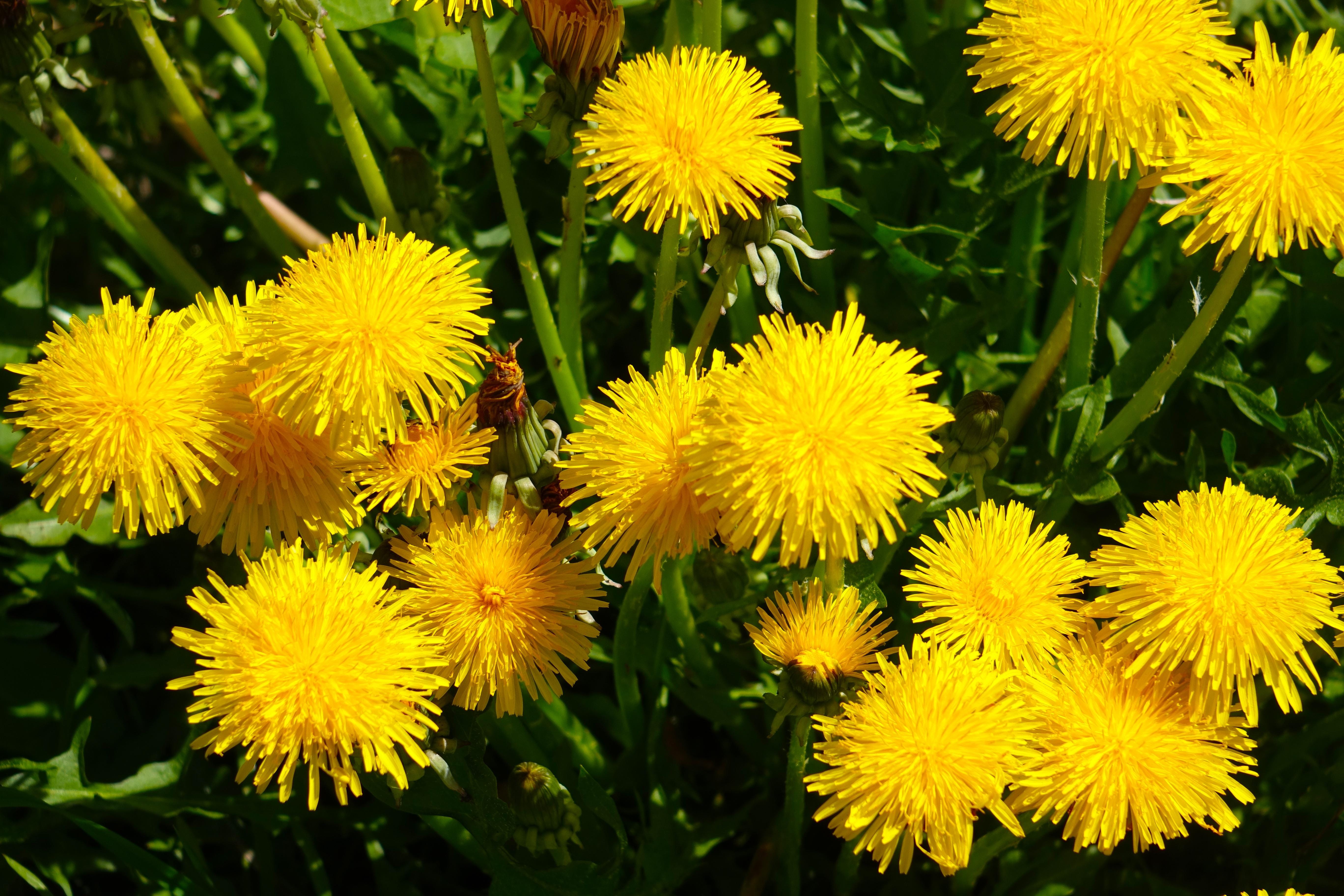 Dandelion — A weed for wellness, wine and wishes by Tauna Pierce