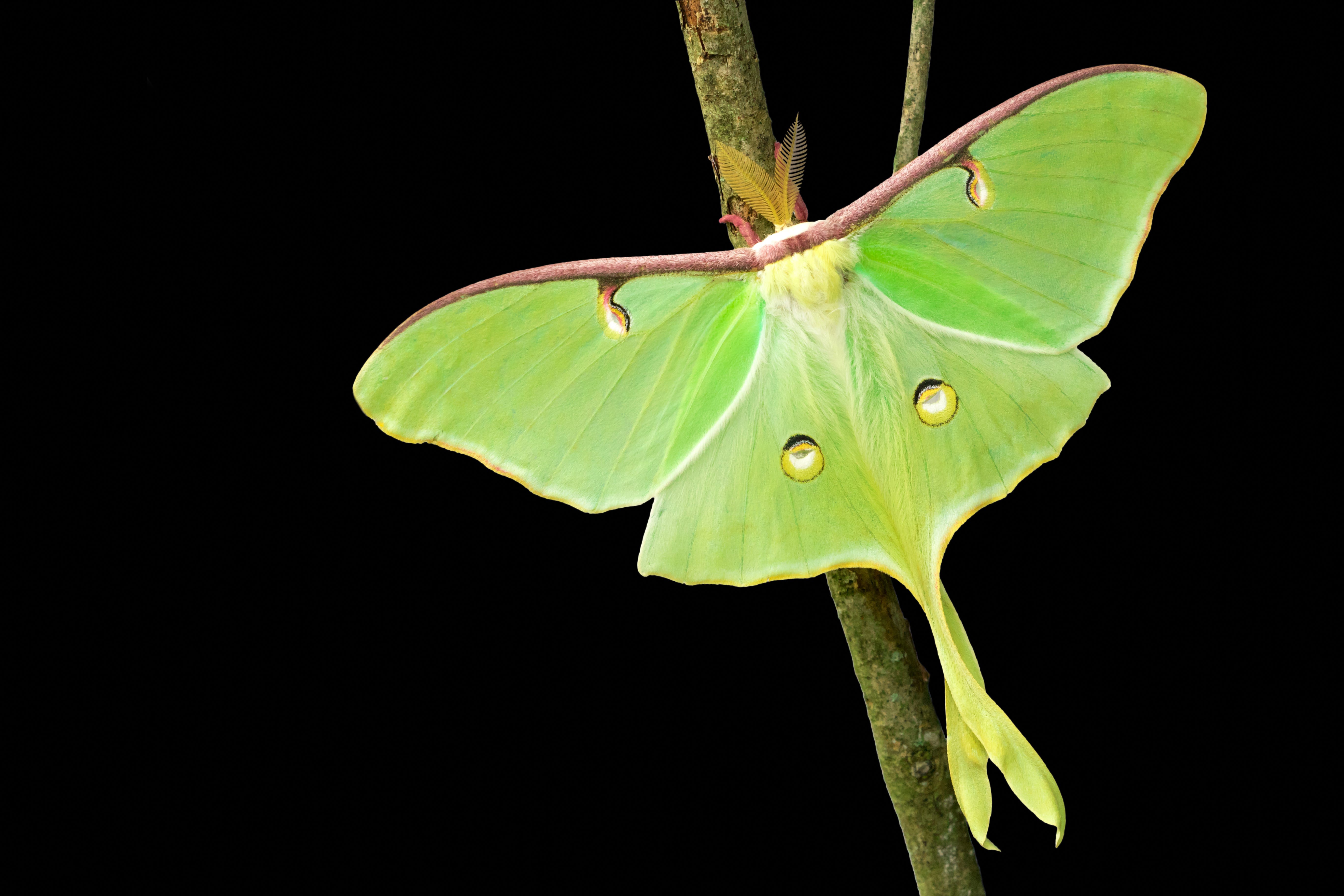 Luna Moth 2.0 Susan Rubinsky Medium