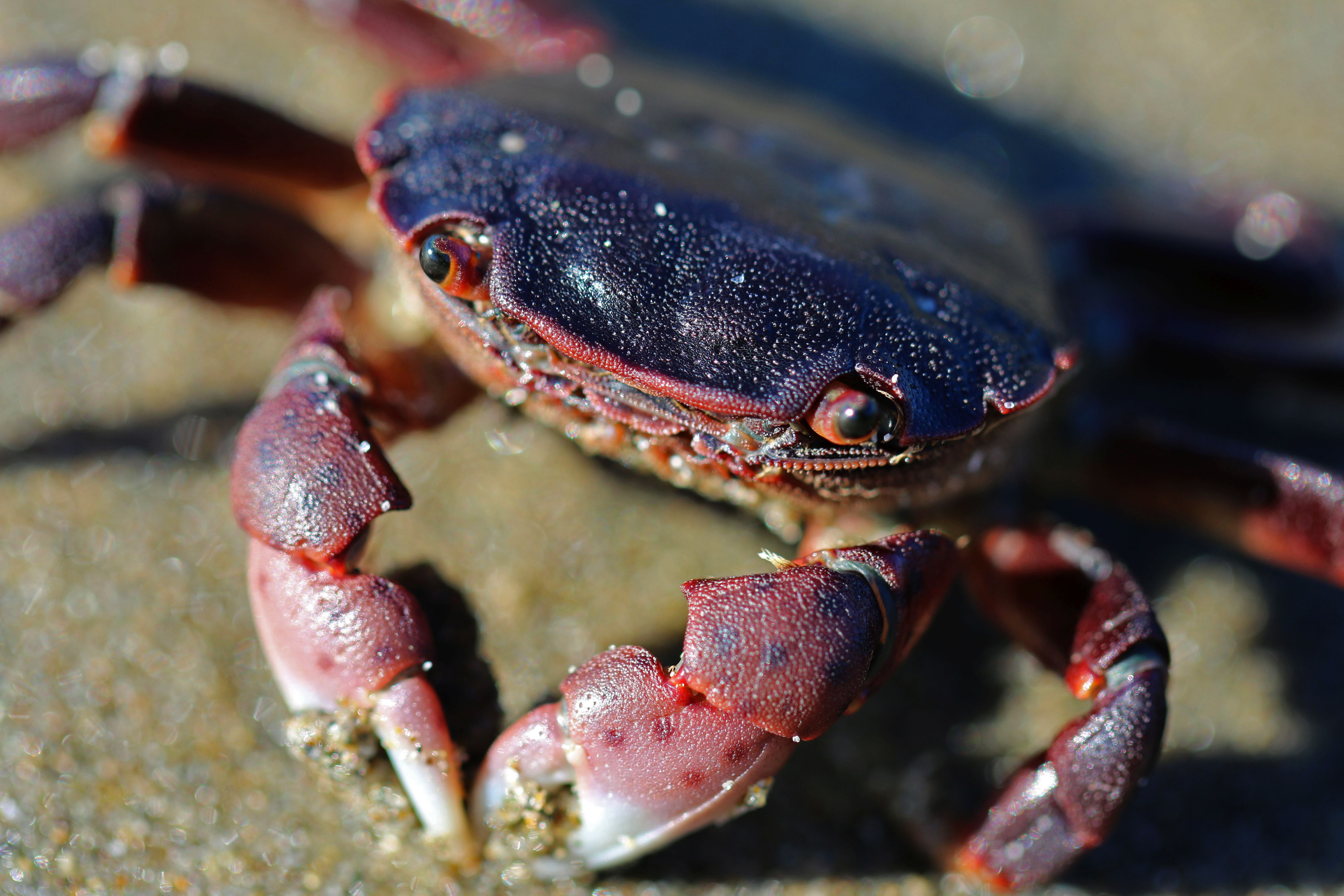 Do You Know These Holiday Crabs? Updates from the U.S. Fish and
