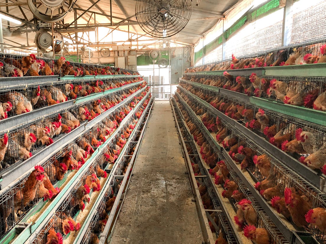 What it’s Like to Work in a Commercial Chicken Farm by Christie Li