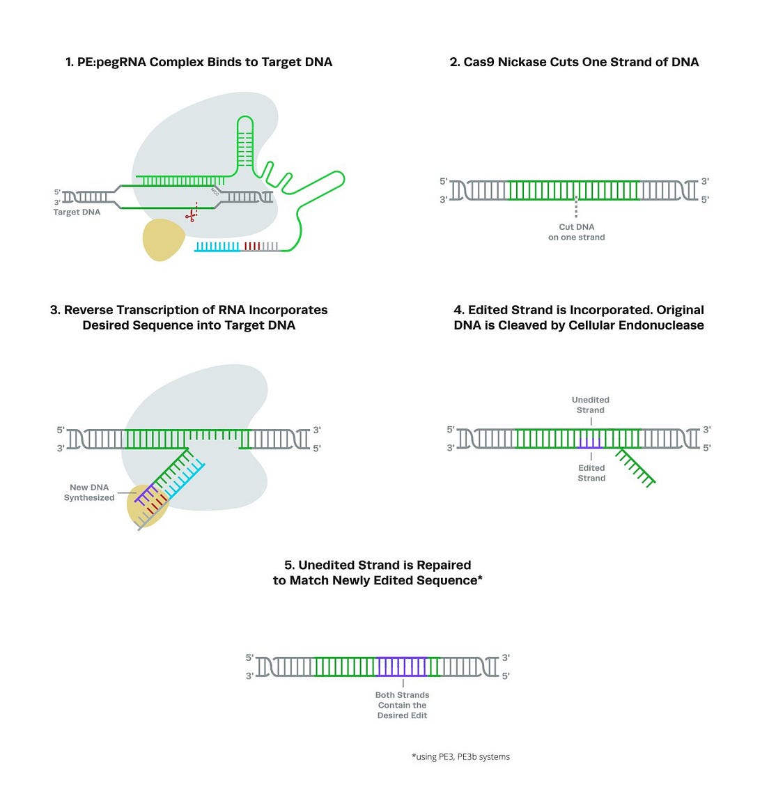 Prime Editing — A Deep Dive into Gene Editing by Yunus Berih Medium
