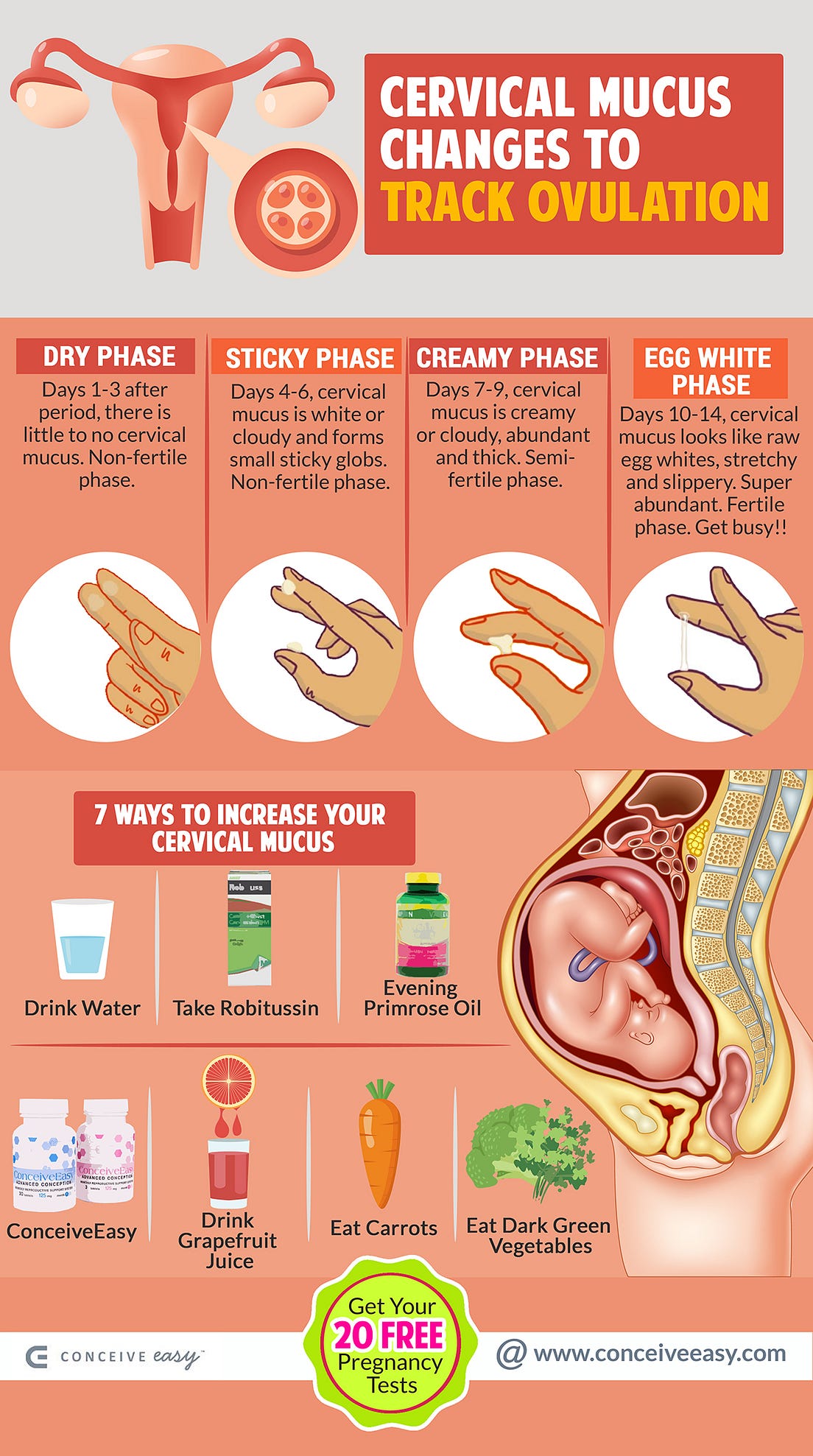How to Track Ovulation with Cervical Mucus Changes Infographic by