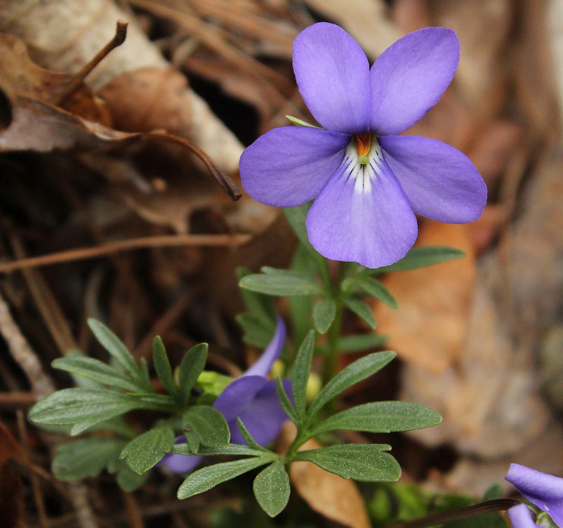 25 of the Most Beautiful Wildflowers in by R. Philip Bouchard