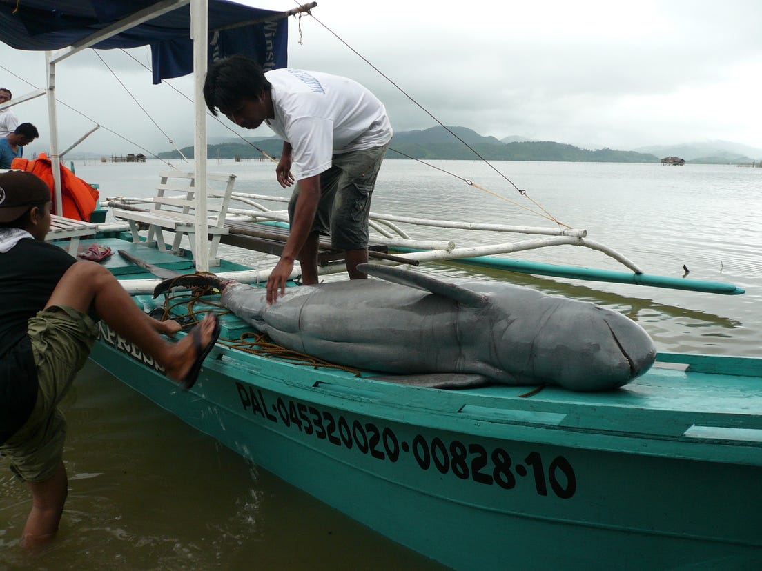 A tangled net Bycatch, dolphin conservation, and human wellbeing by A tangled net Bycatch, dolphin conservation, and human wellbeing by