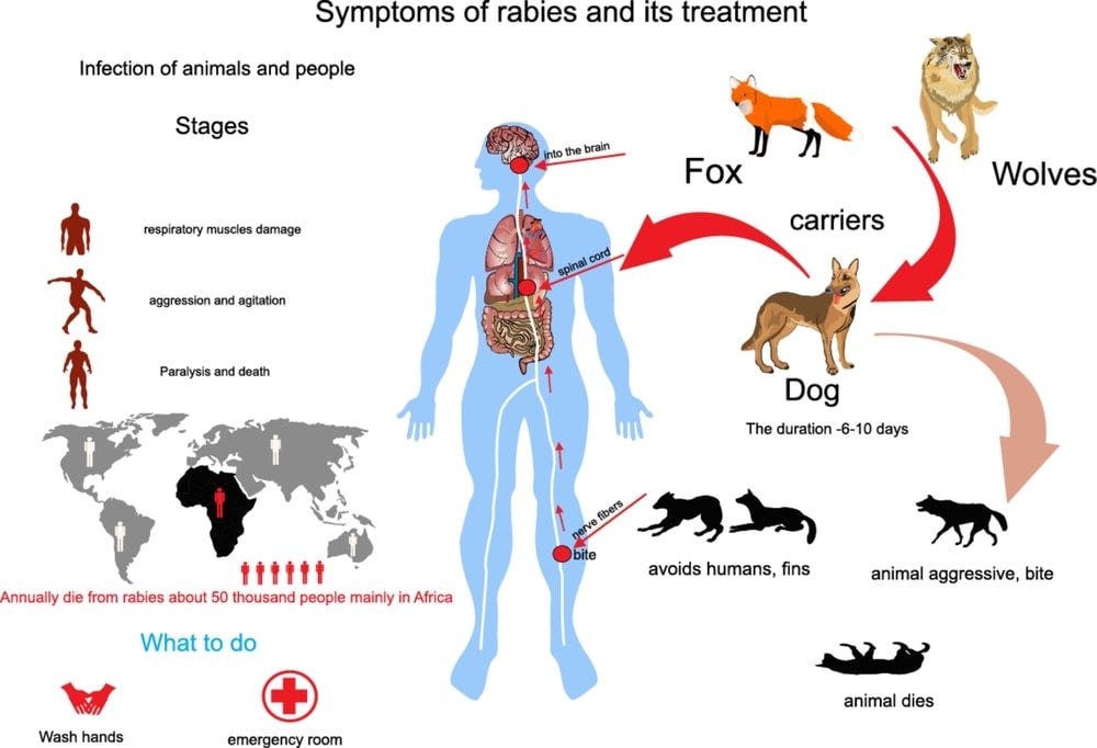 Rabies Symptoms, causes, treatment, and prevention by Healthchanger(01)