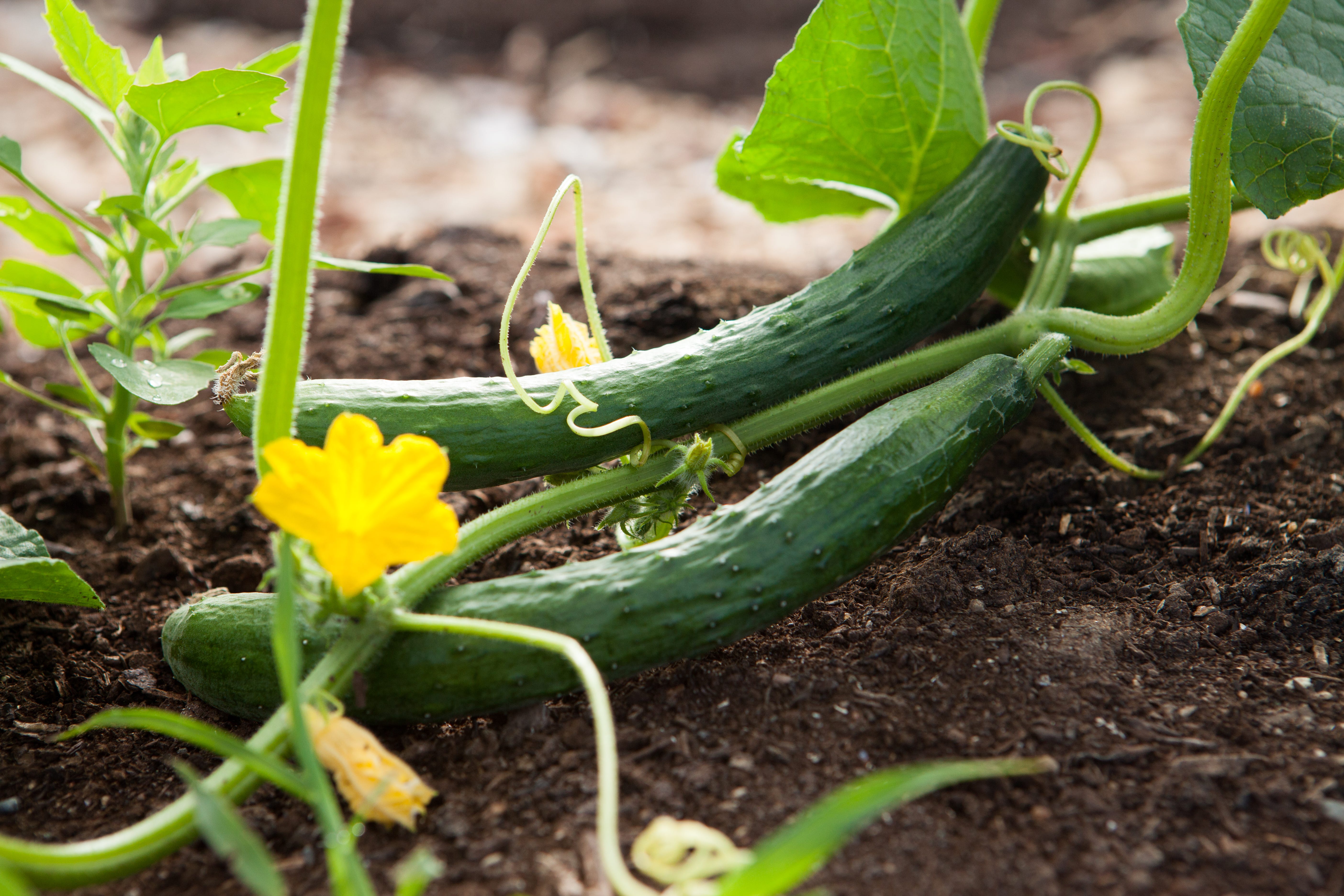 Examples to show different ways of creating cucumber feature files by