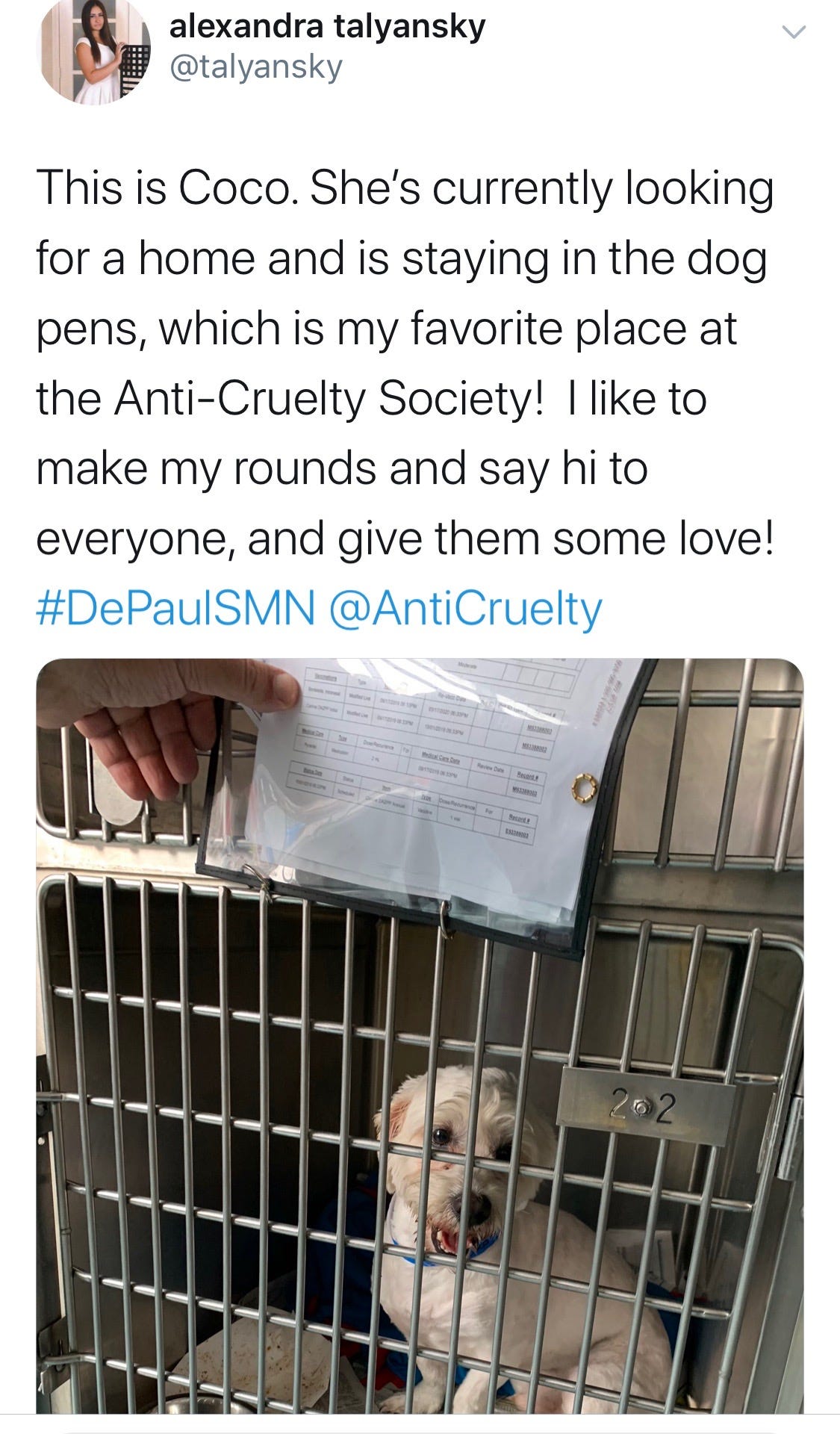 The AntiCruelty Society Inspires by Alex Talyansky Medium